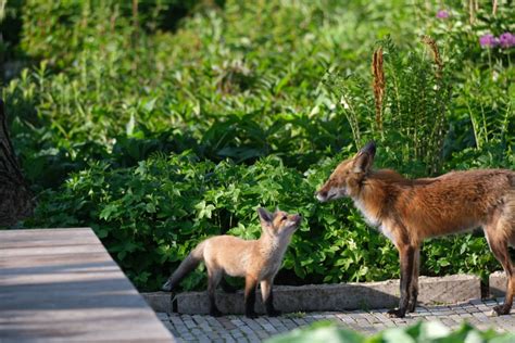 'Lucky to have them': Millennium Park garden embracing fox family